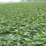 kuboedamame4kg